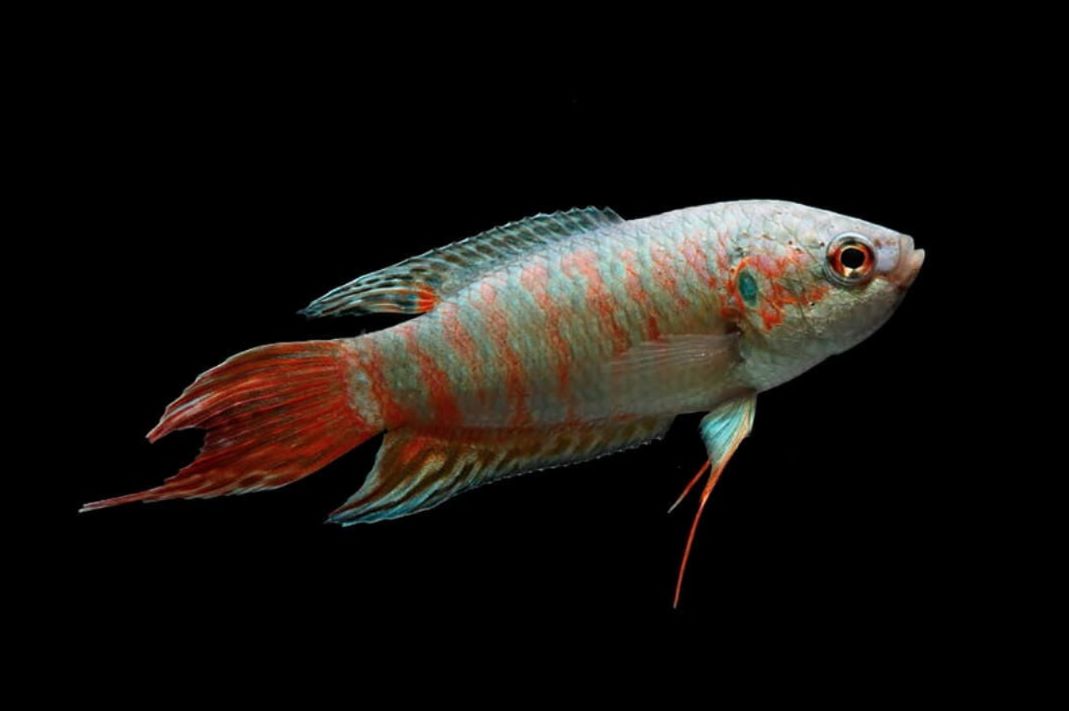 Blue Paradise Gourami