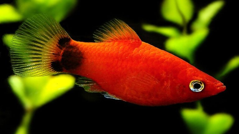 Assorted Mickey Mouse Platy