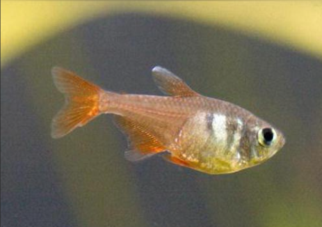Orange Rio Tetra