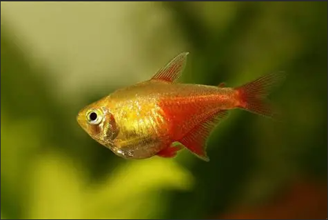 Orange Rio Tetra