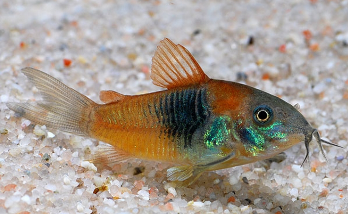Orange Venezuelan Corydora