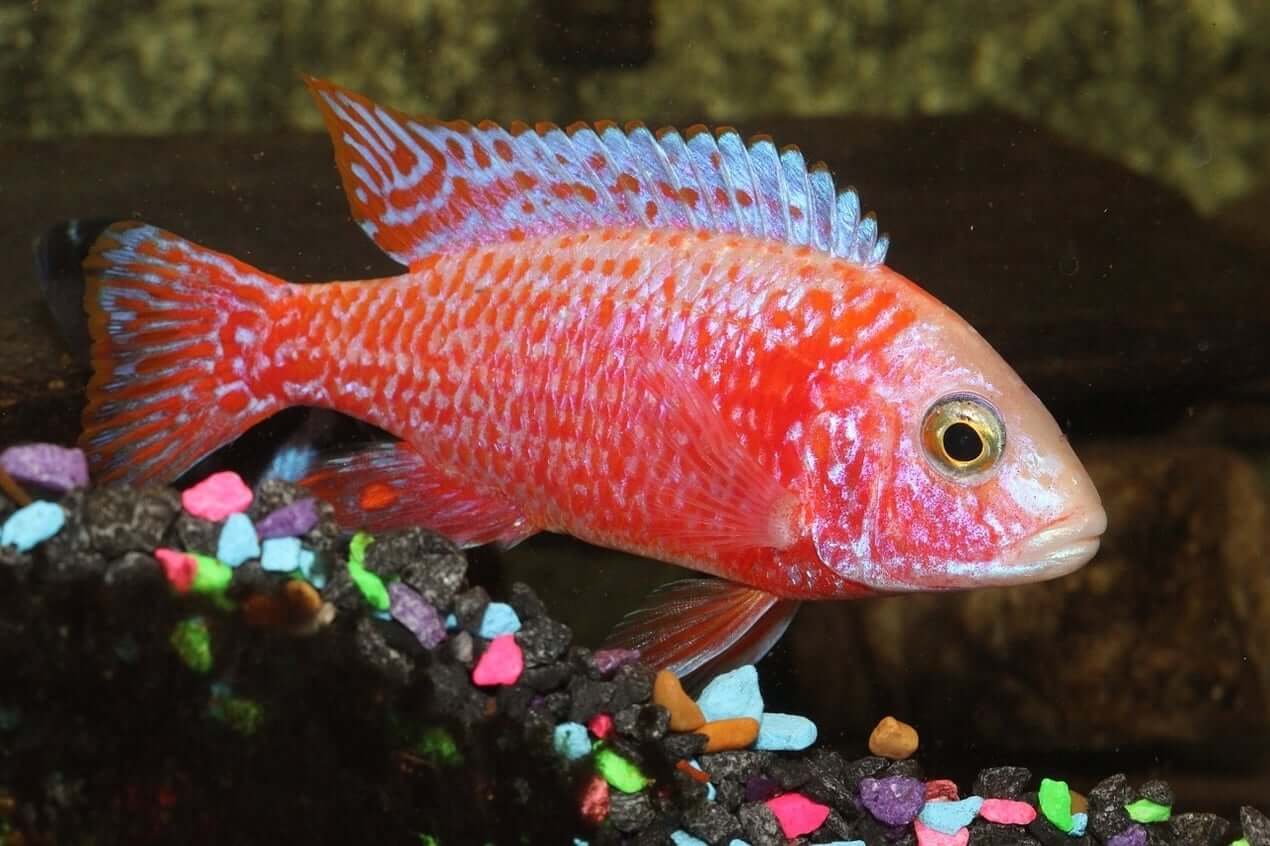 Cichlid Peacock Red