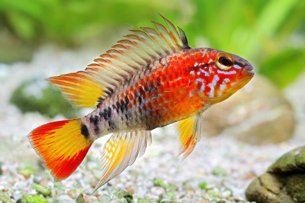 Apistogramma Macmasteri