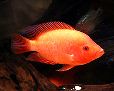 Red Devil-Large