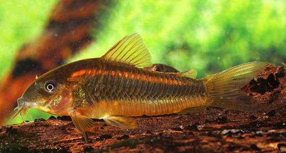 Red Laser Corydora (CW14)