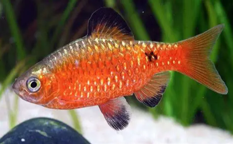 Red Glass Barb