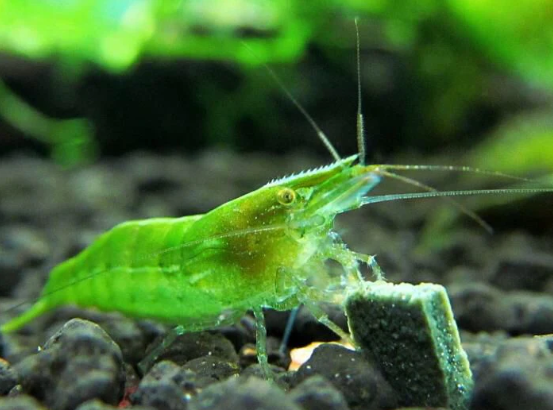Shrimp