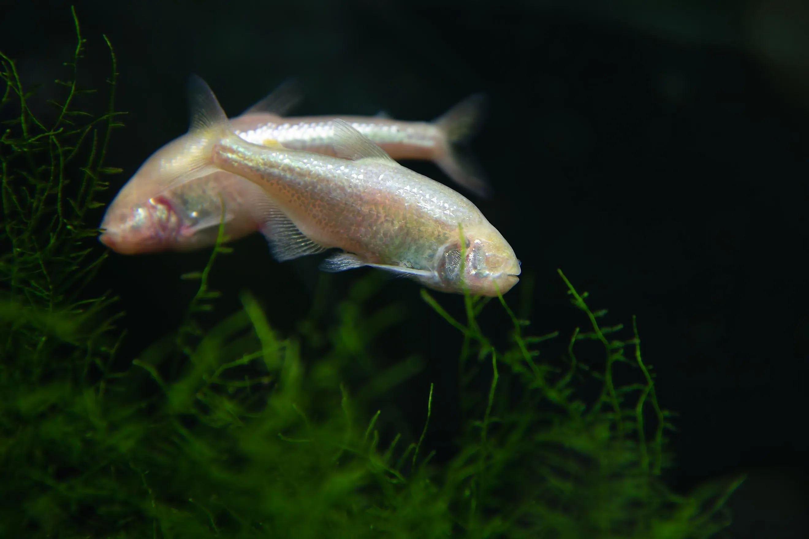 Blind Cave Tetra