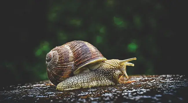 snails (1).webp__PID:9855ebfe-dd9f-46e4-825f-7a67f1a28478