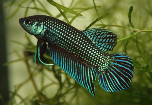 Betta Mahachaiensis (Pairs)