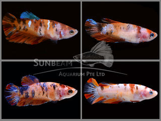 How to Choose the Best Online Fish Store in Canada