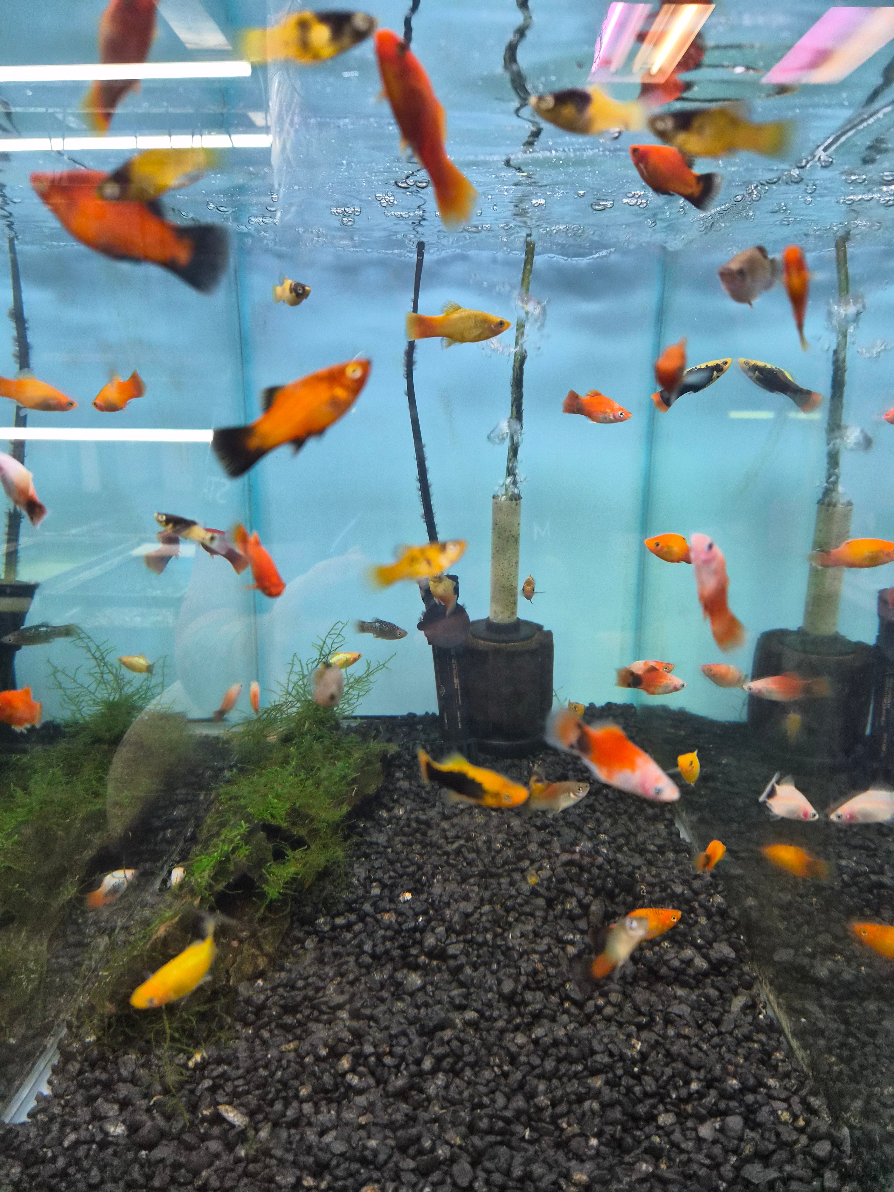 Buy Pet Fish Near Me in Canada