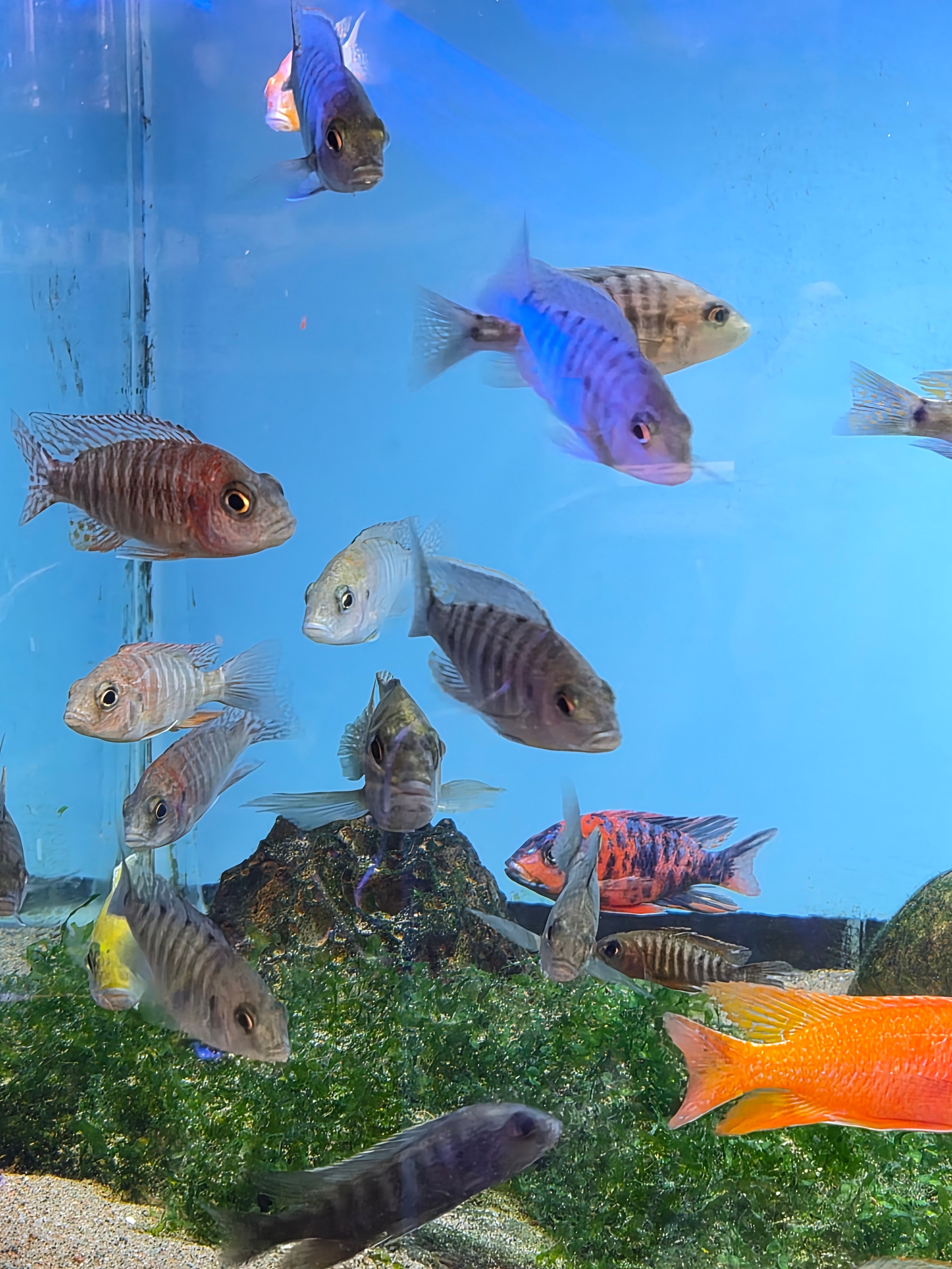 aquarium shop in Halifax