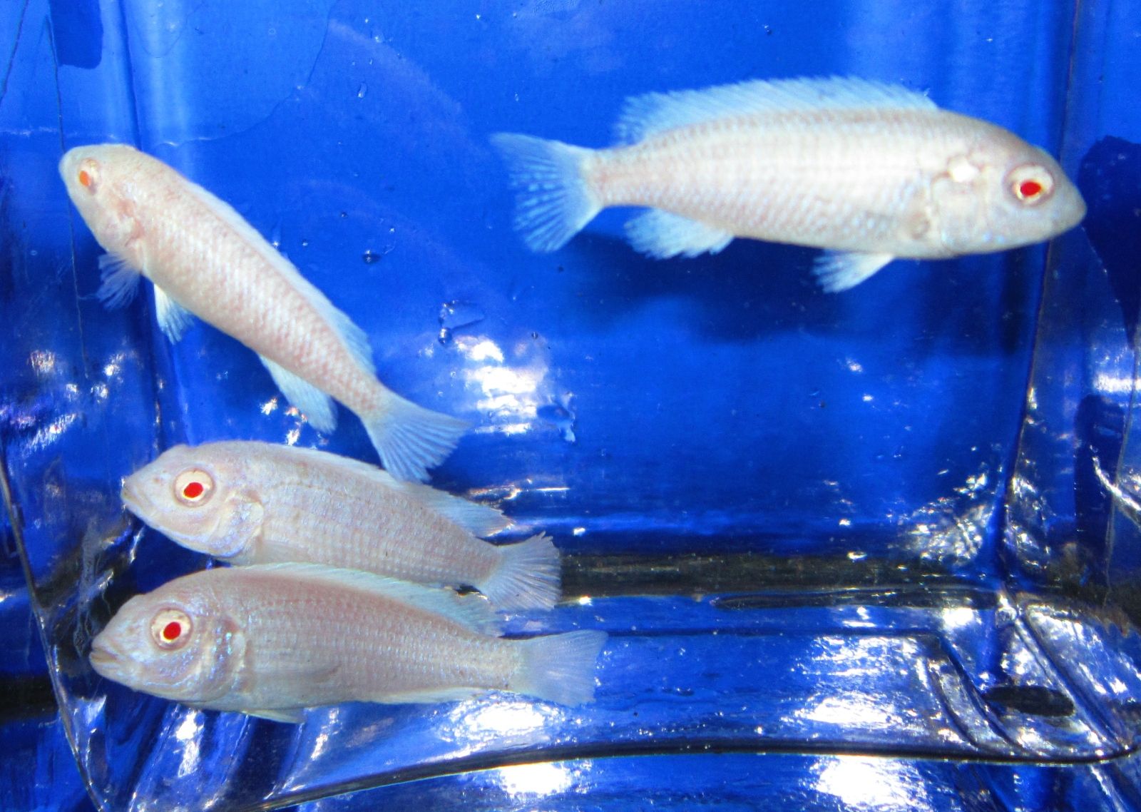 The Importance of Aquarium Lighting and How It Enhances Fish Health and Aesthetics