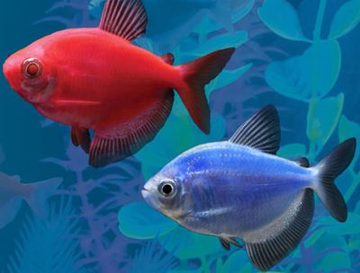 Freshwater Exotic Fish in Canada: Where to Find Rare Species