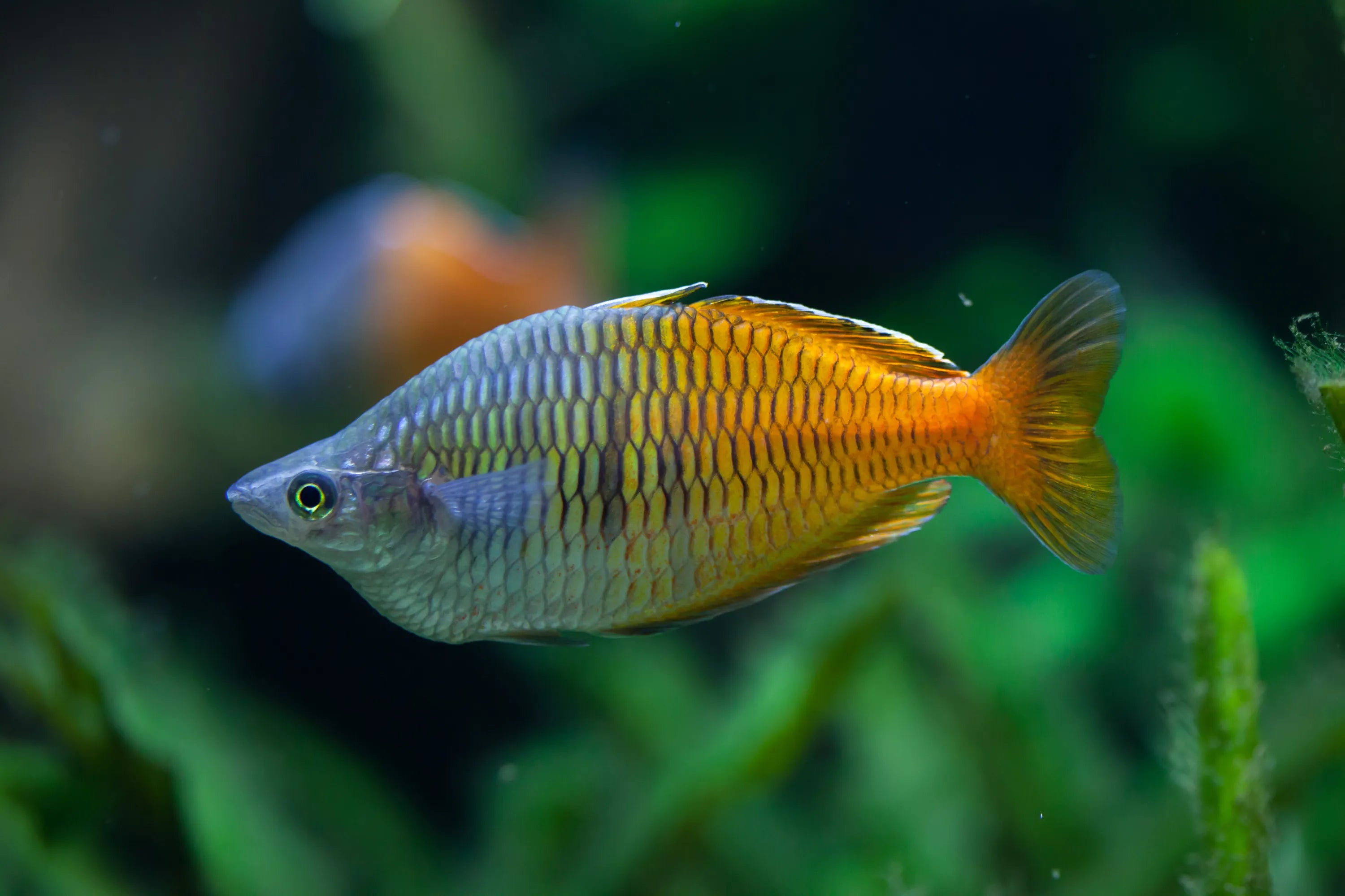 The Ultimate Guide to Ordering Aquarium Fish Online in Canada