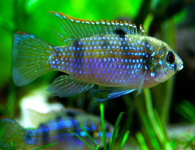 Caring for African Cichlids: Expert Tips from Maritime Fins