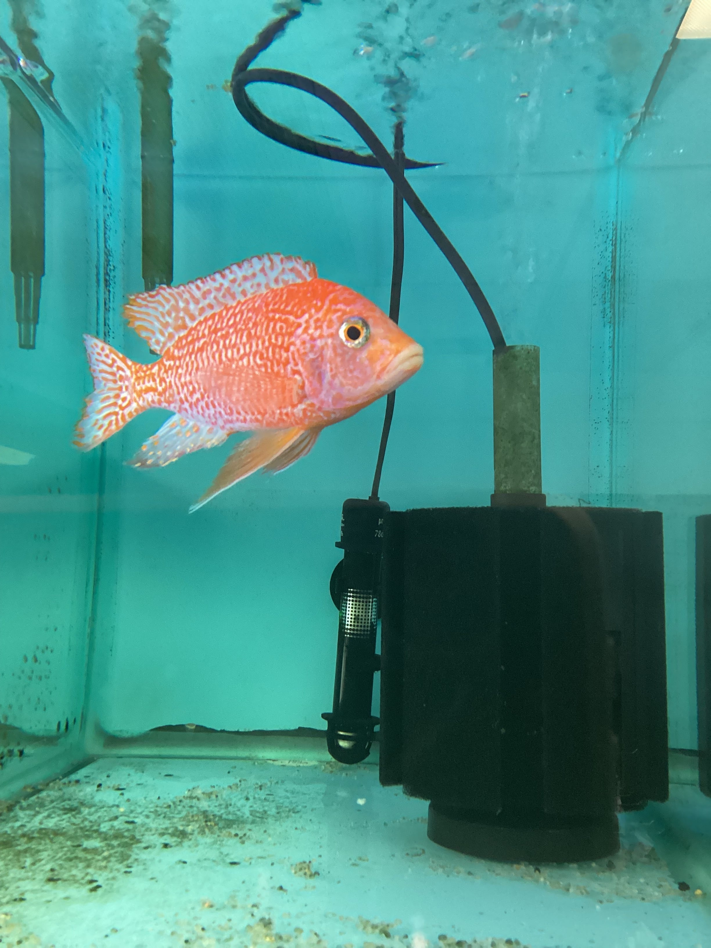 buy aquarium fish