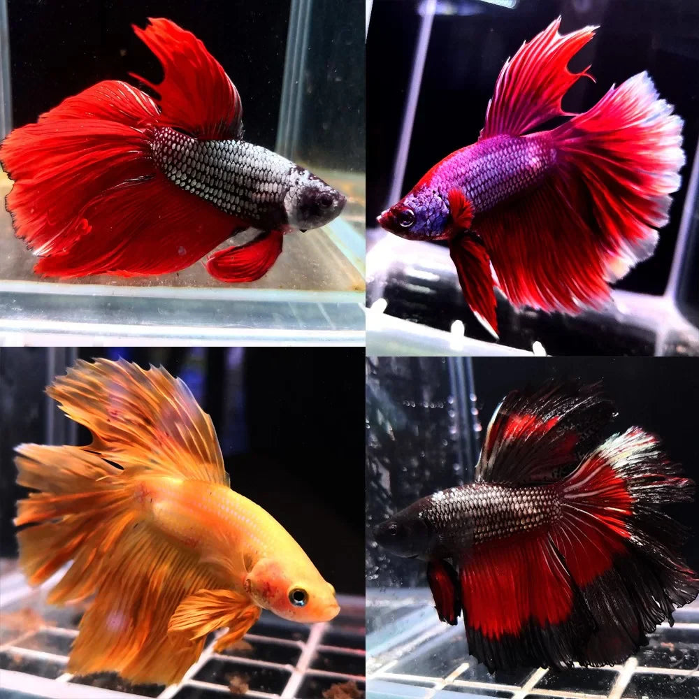 Where to Buy Fish Pet Near Me in Canada: Online and Local Options