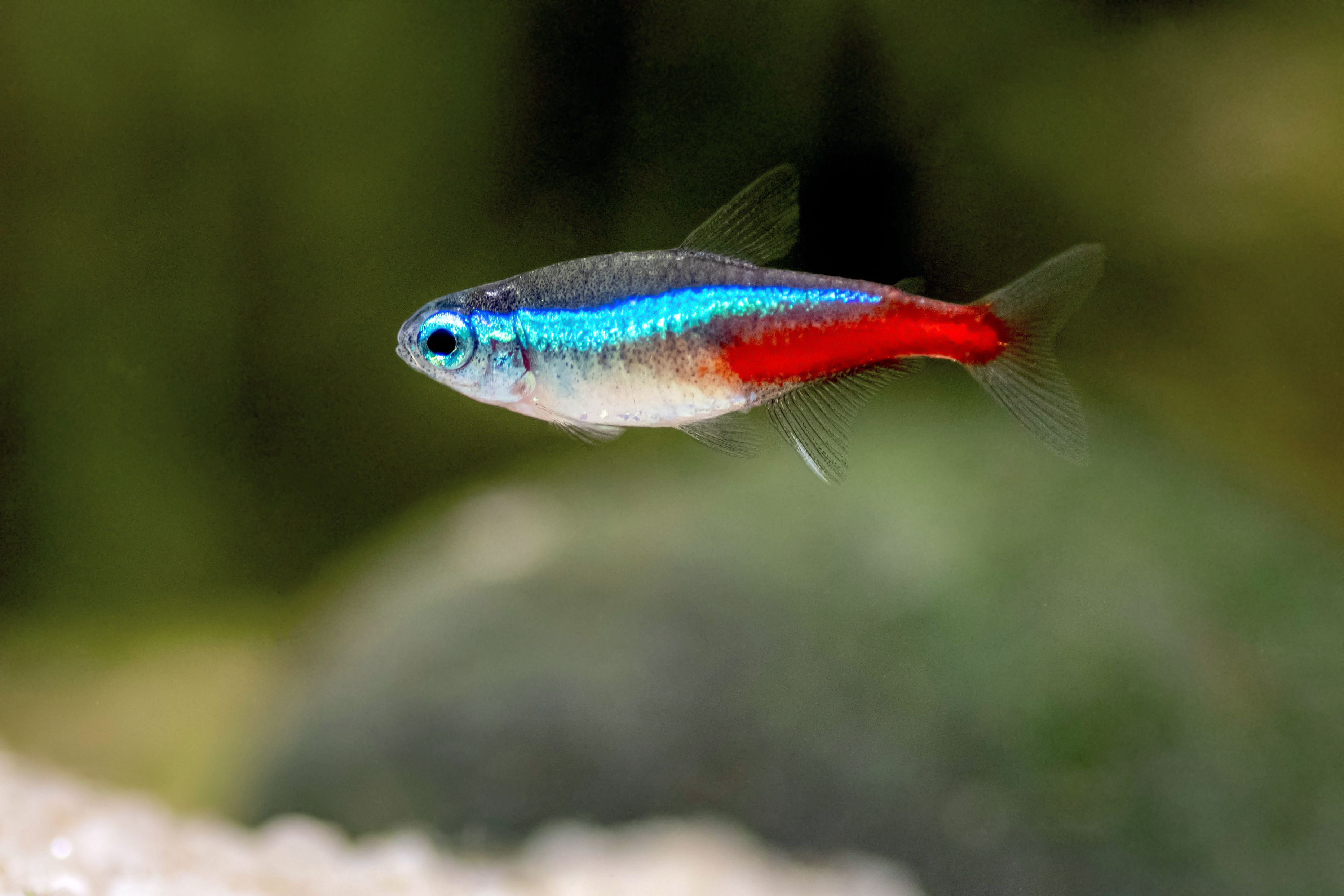 Best Pet Fish to Buy in Canada: Easy, Colorful & Low-Maintenance Options
