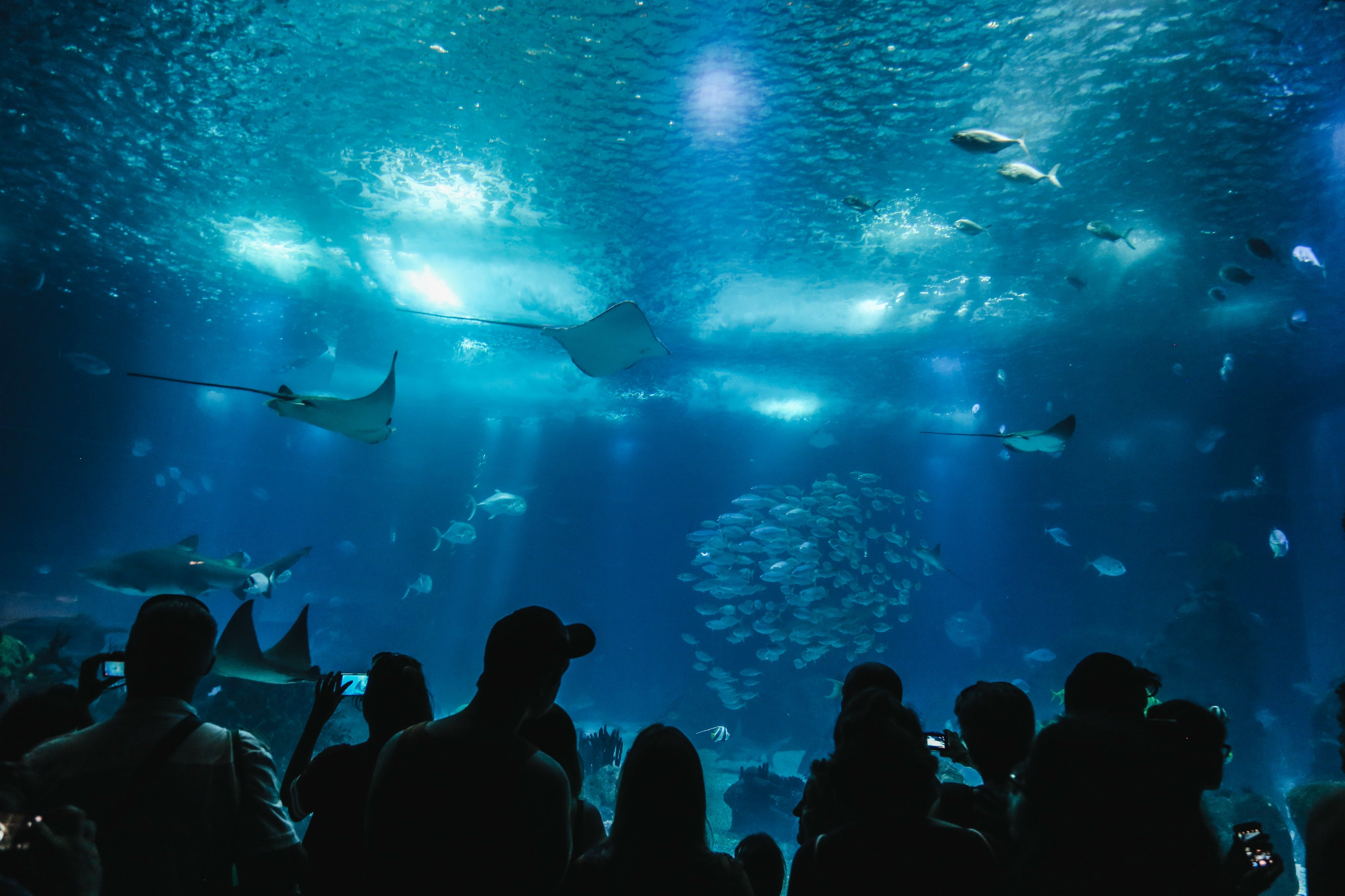 Aquarium Stores Near Me: Why Dartmouth’s Maritime Fins is a Must-Visit