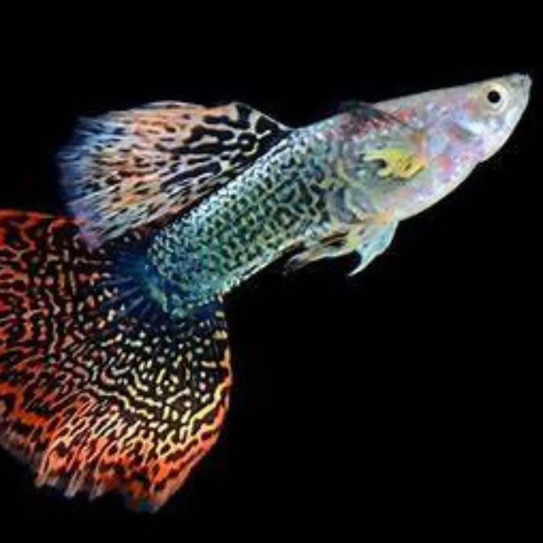 Top 10 Freshwater Tropical Fish for Canadian Aquariums