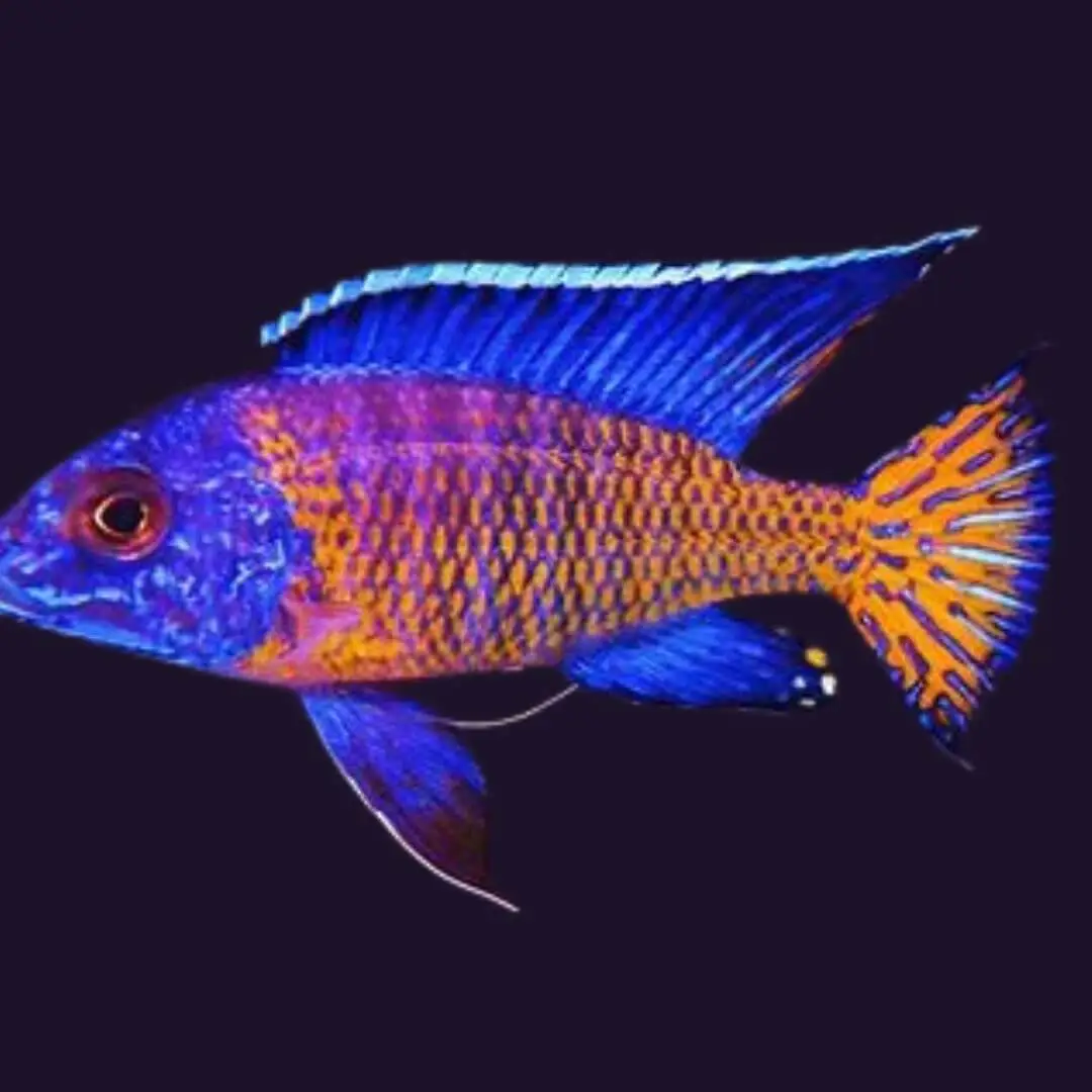 Live freshwater cichlids for sale online in Canada