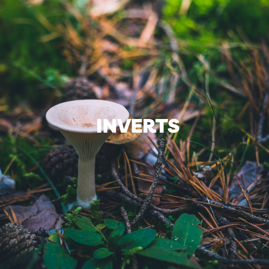 Buy Live Aquarium Inverts for Sale in Canada & Nova Scotia