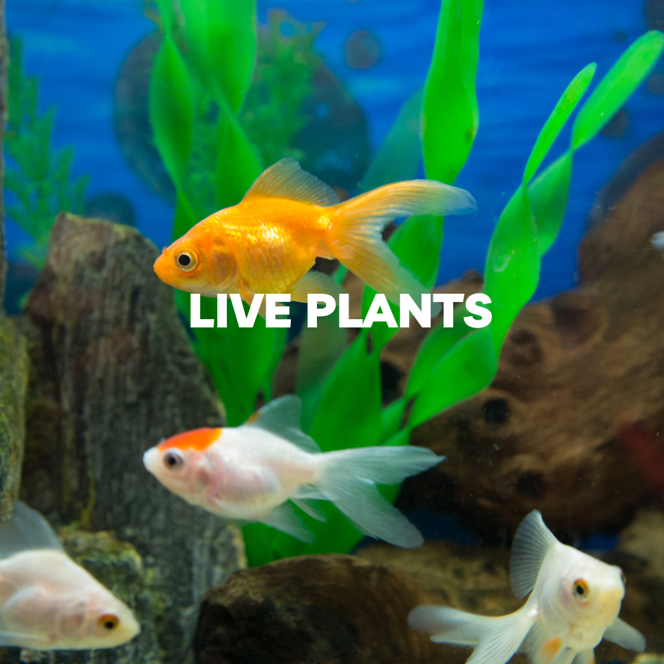 Live Plants