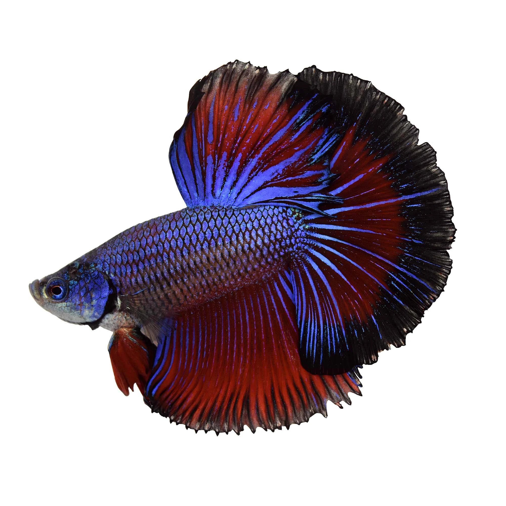 Buy Live Betta Fish Online in Canada & Nova Scotia | Maritime Fins