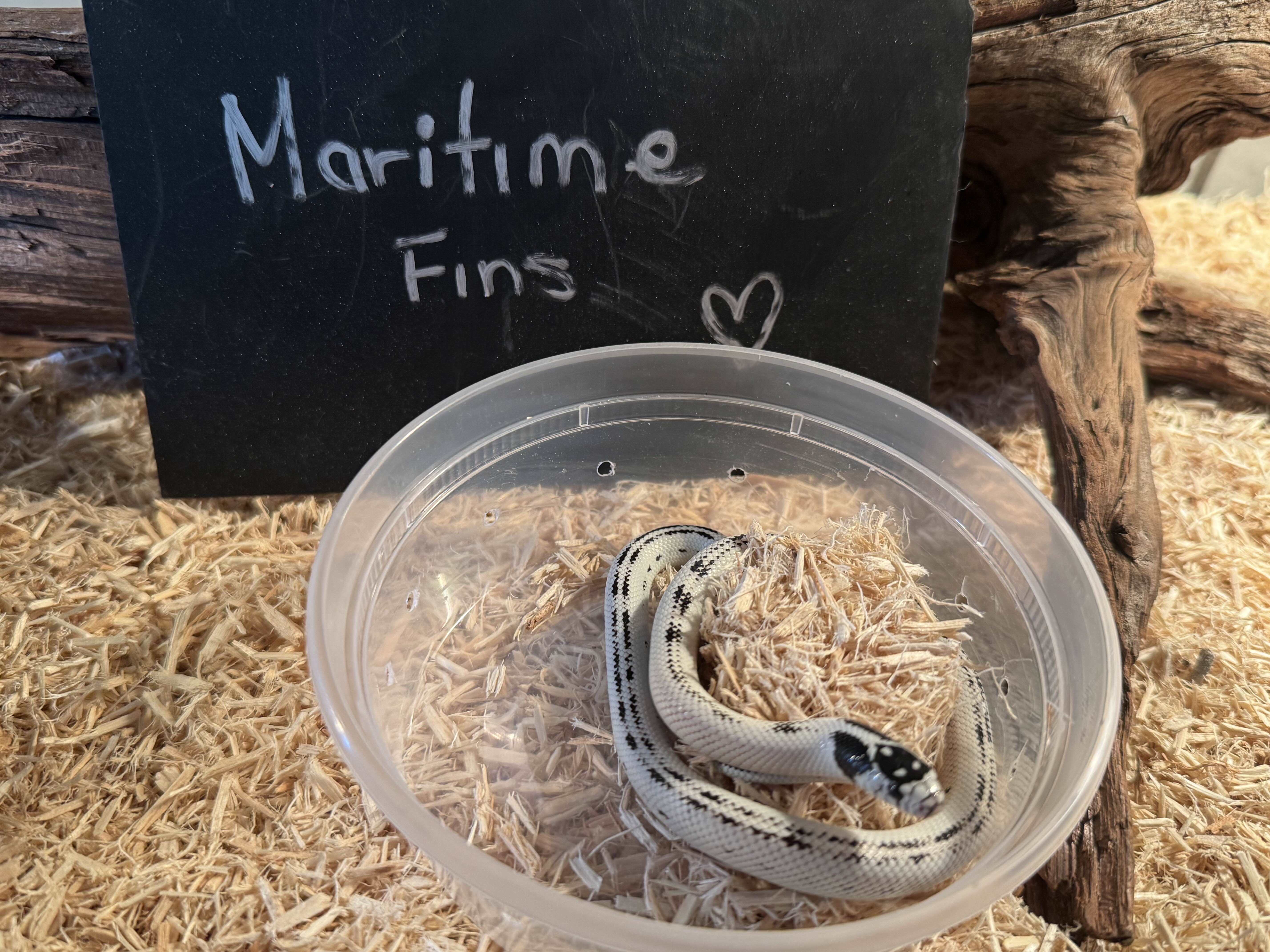 Cali King Snake (High White)