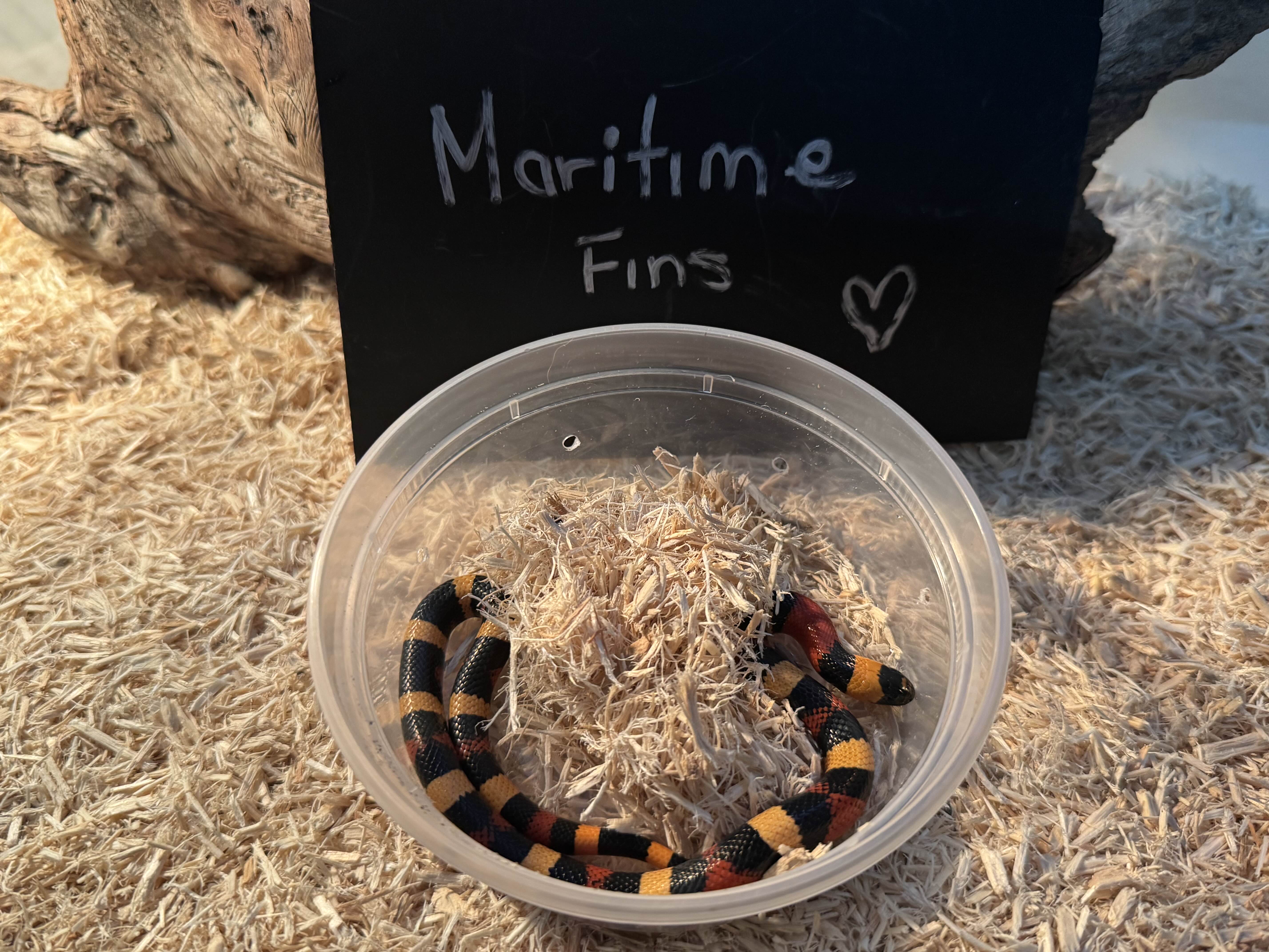Milk Snake (Male)