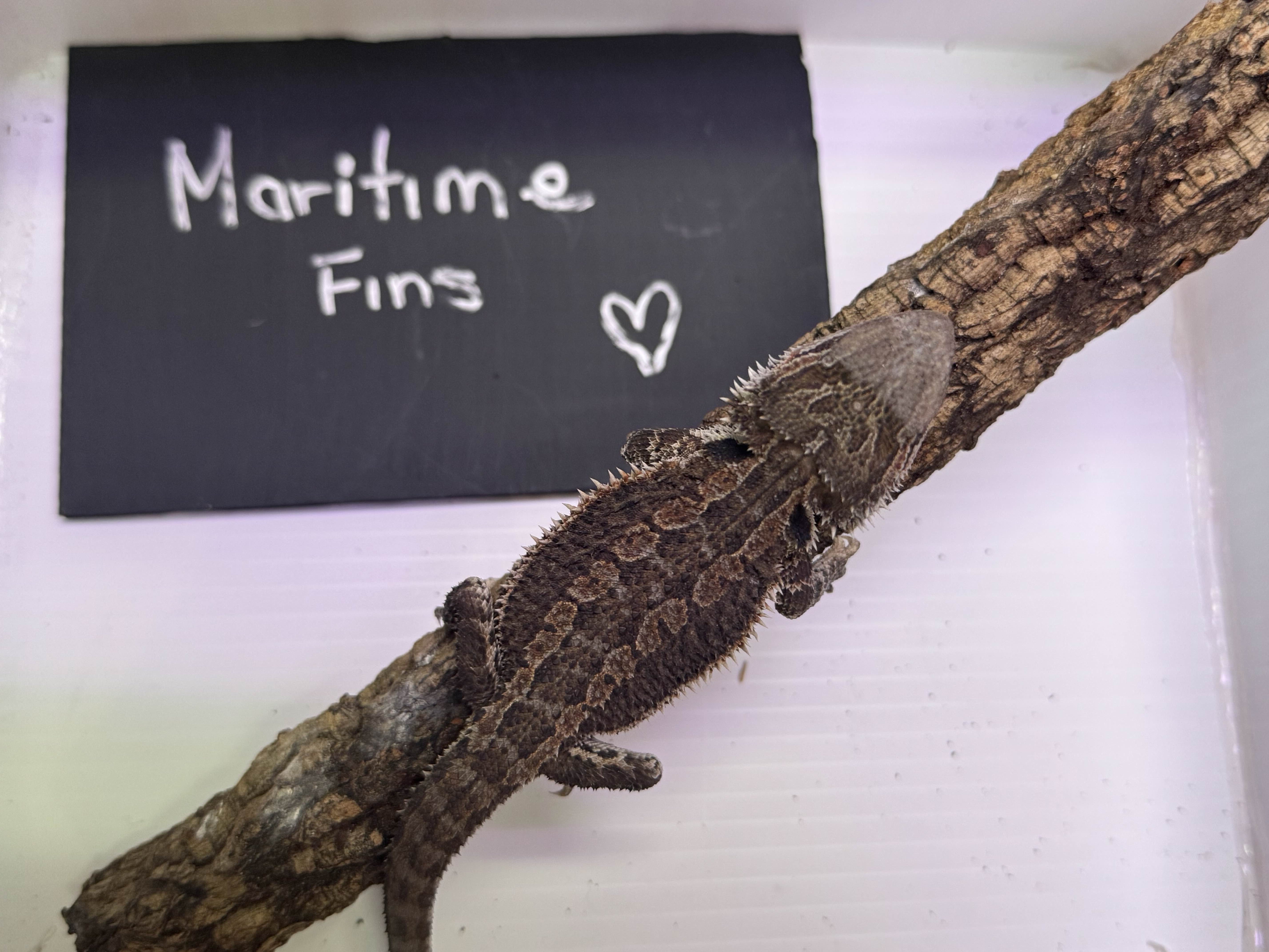 Juvenile Bearded Dragon (sold)