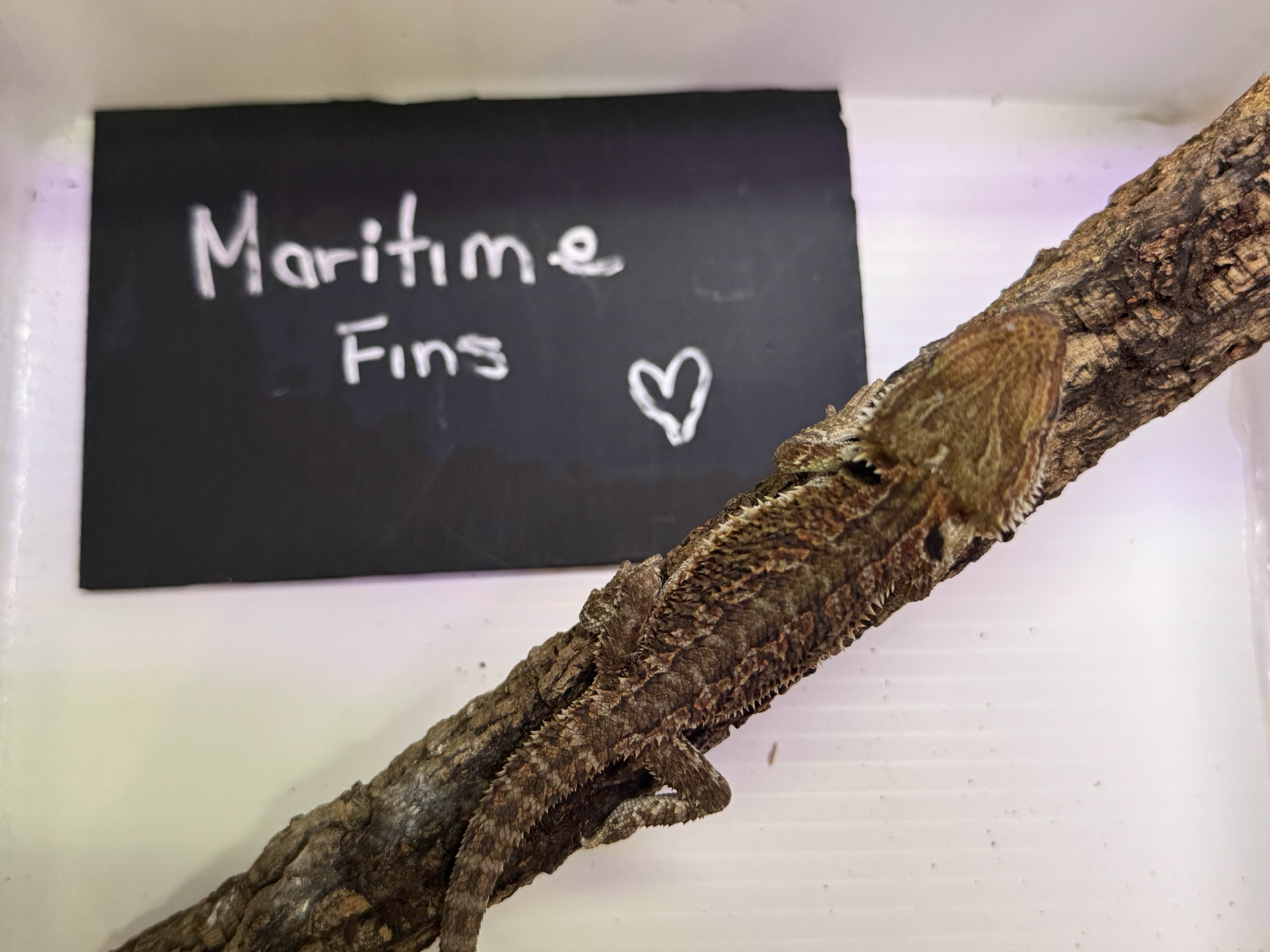 Juvenile Bearded Dragon (sold)