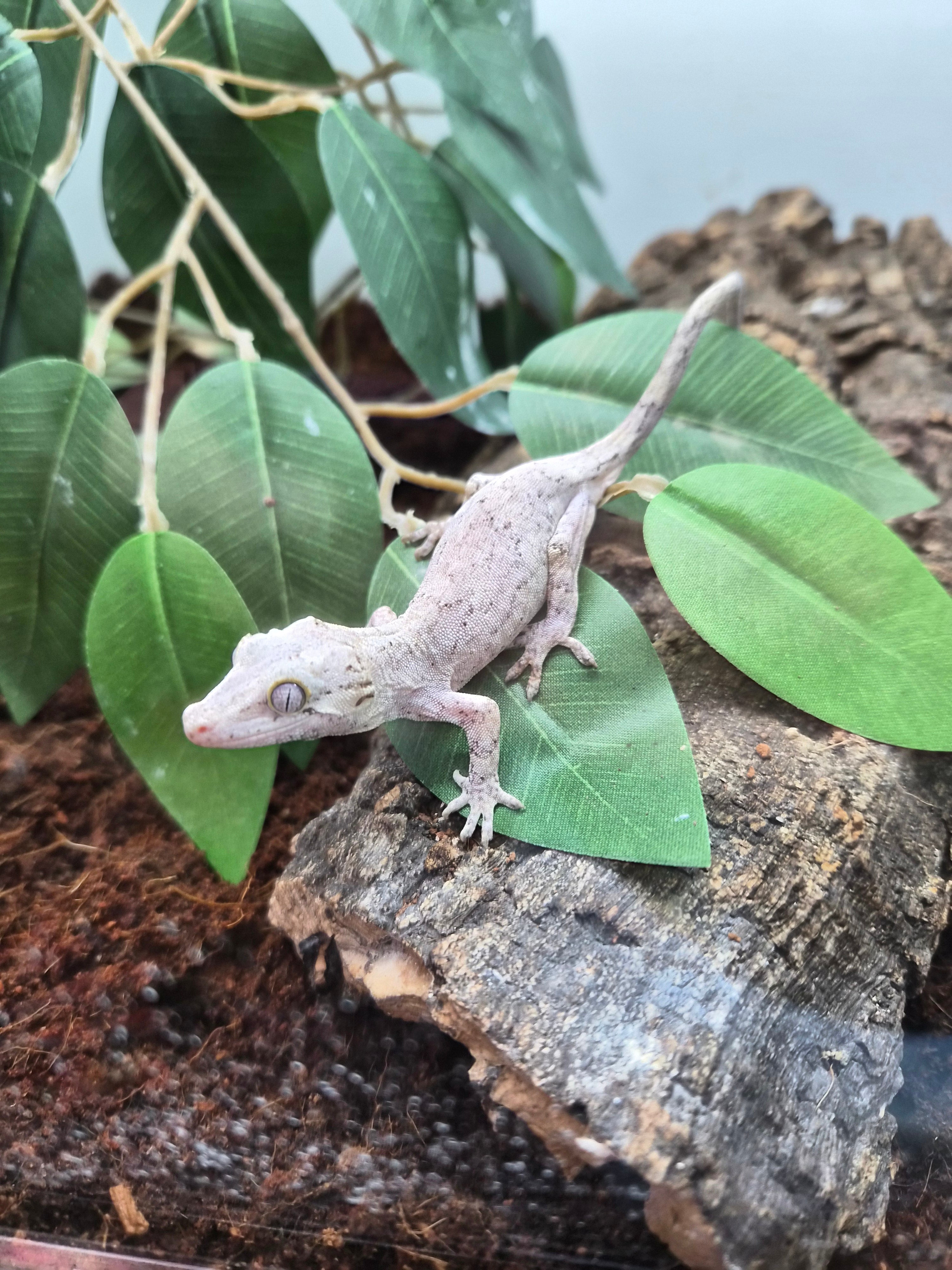 Black & White Reticulated Gargoyle Gecko