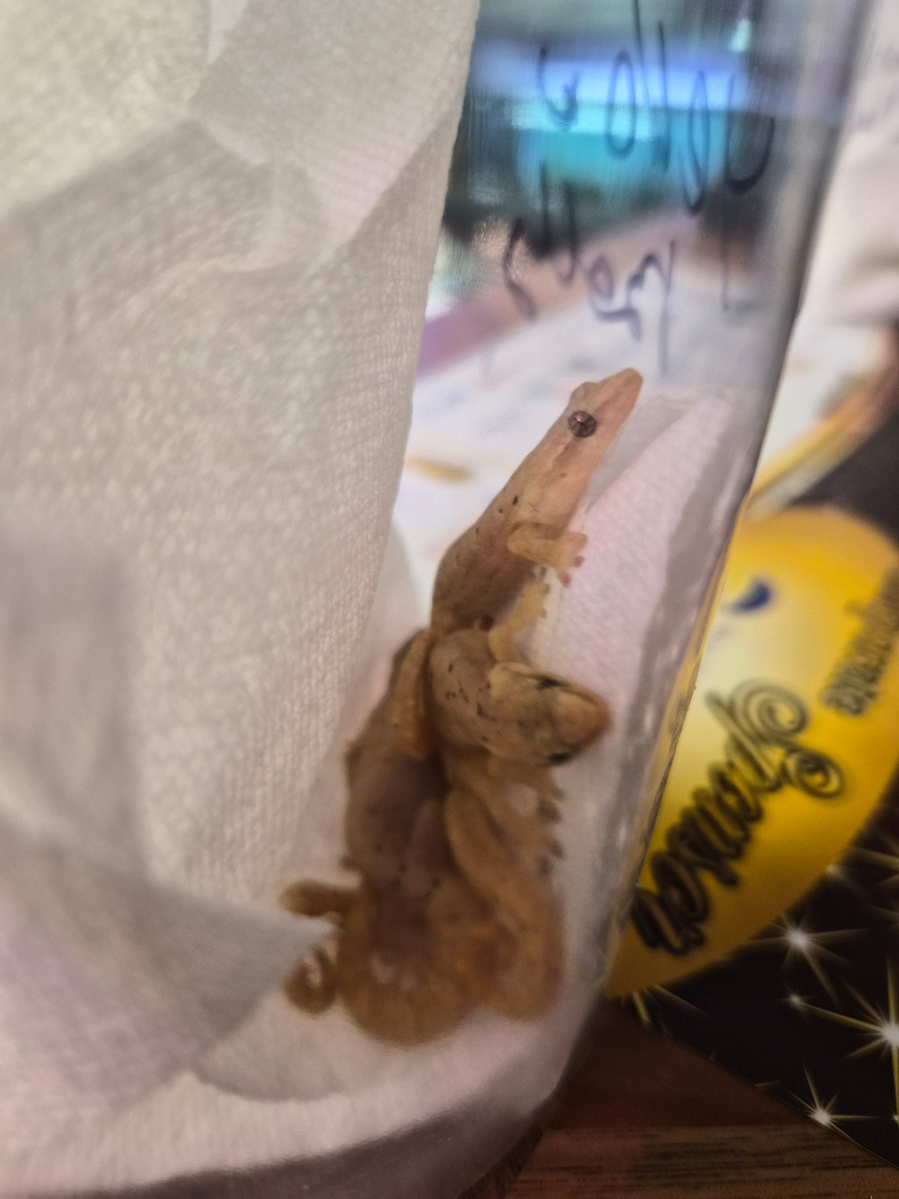 Yellow Belly Mourning Gecko