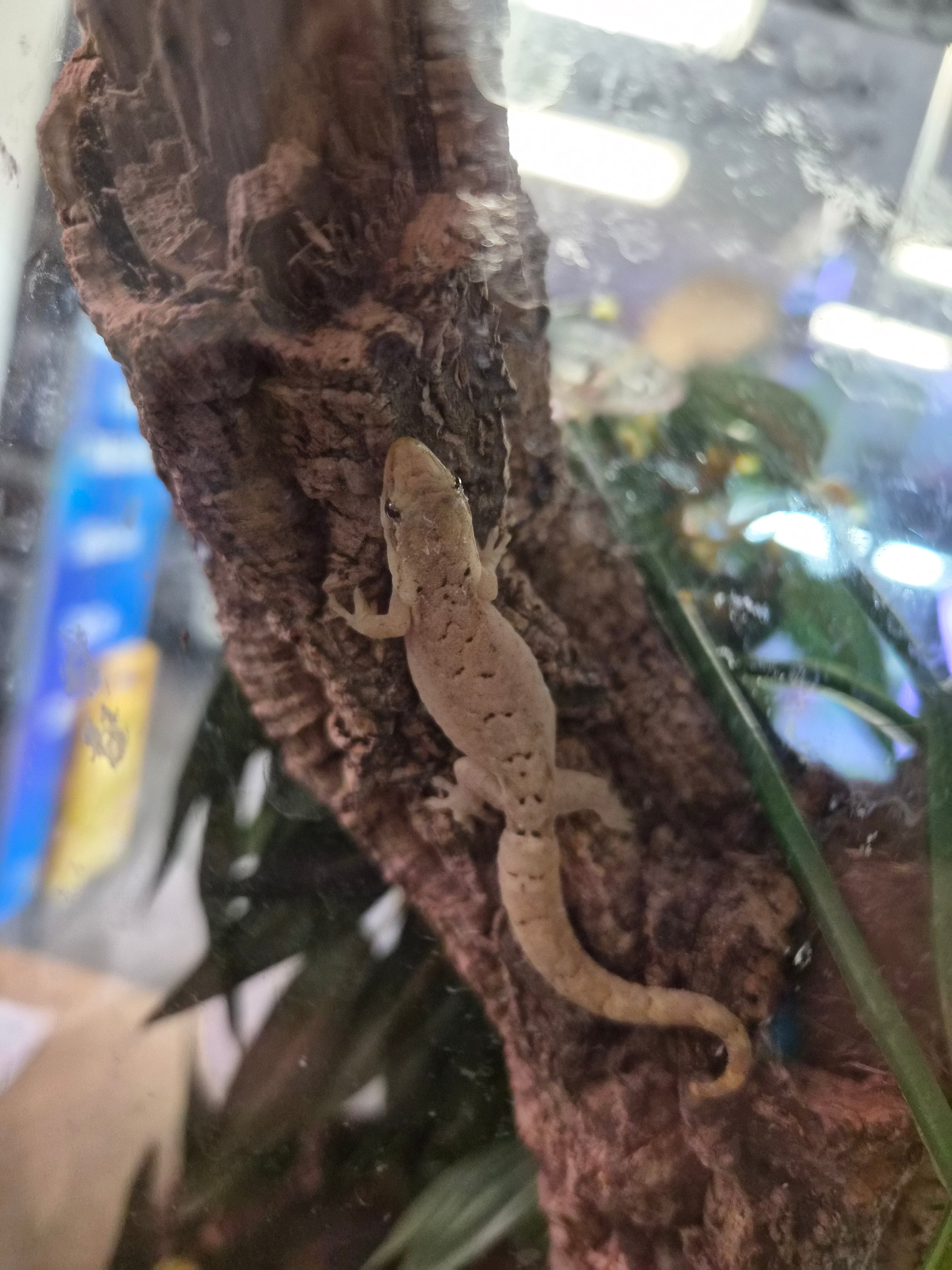 Yellow Belly Mourning Gecko
