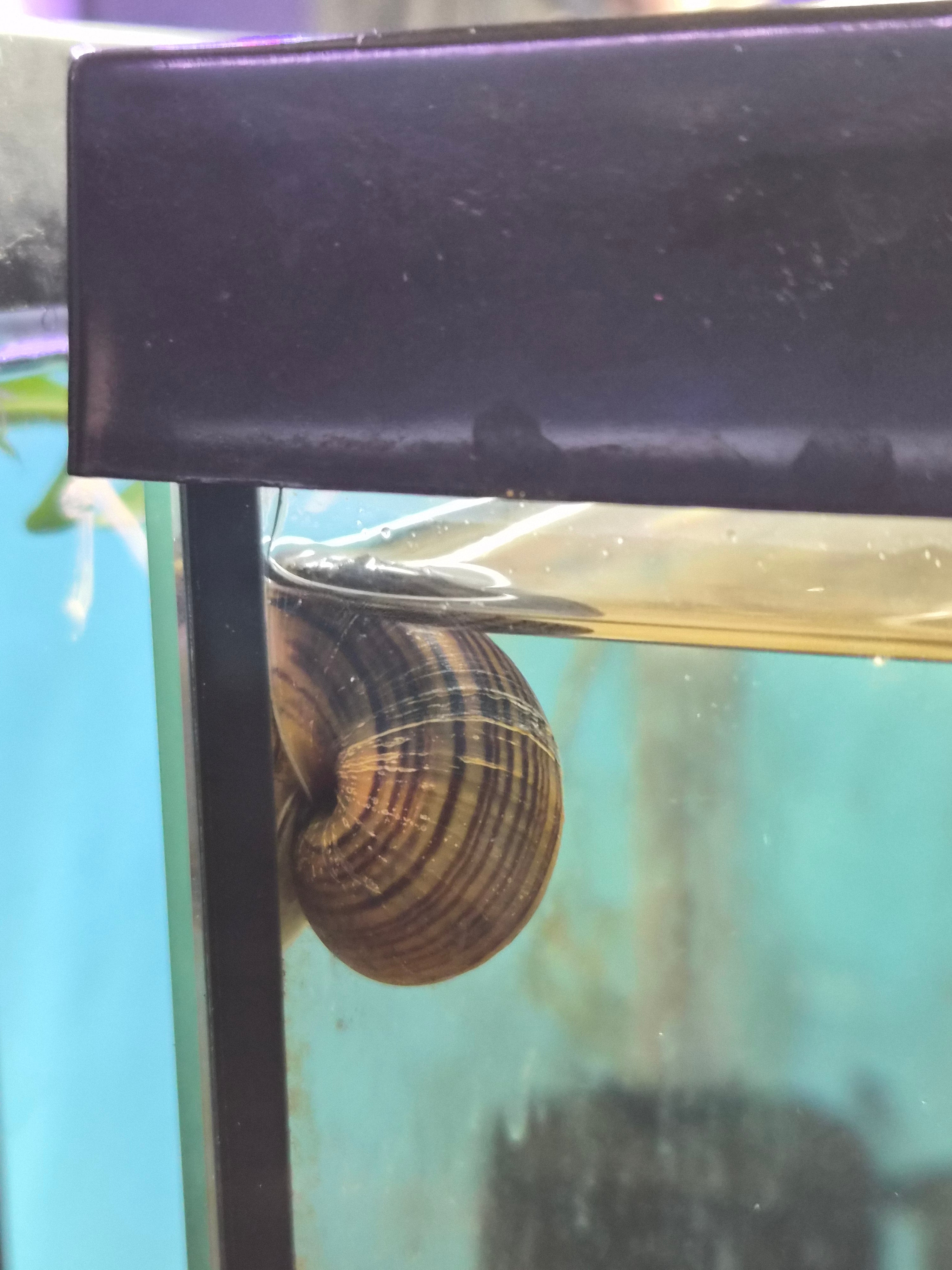 Mystery Snail