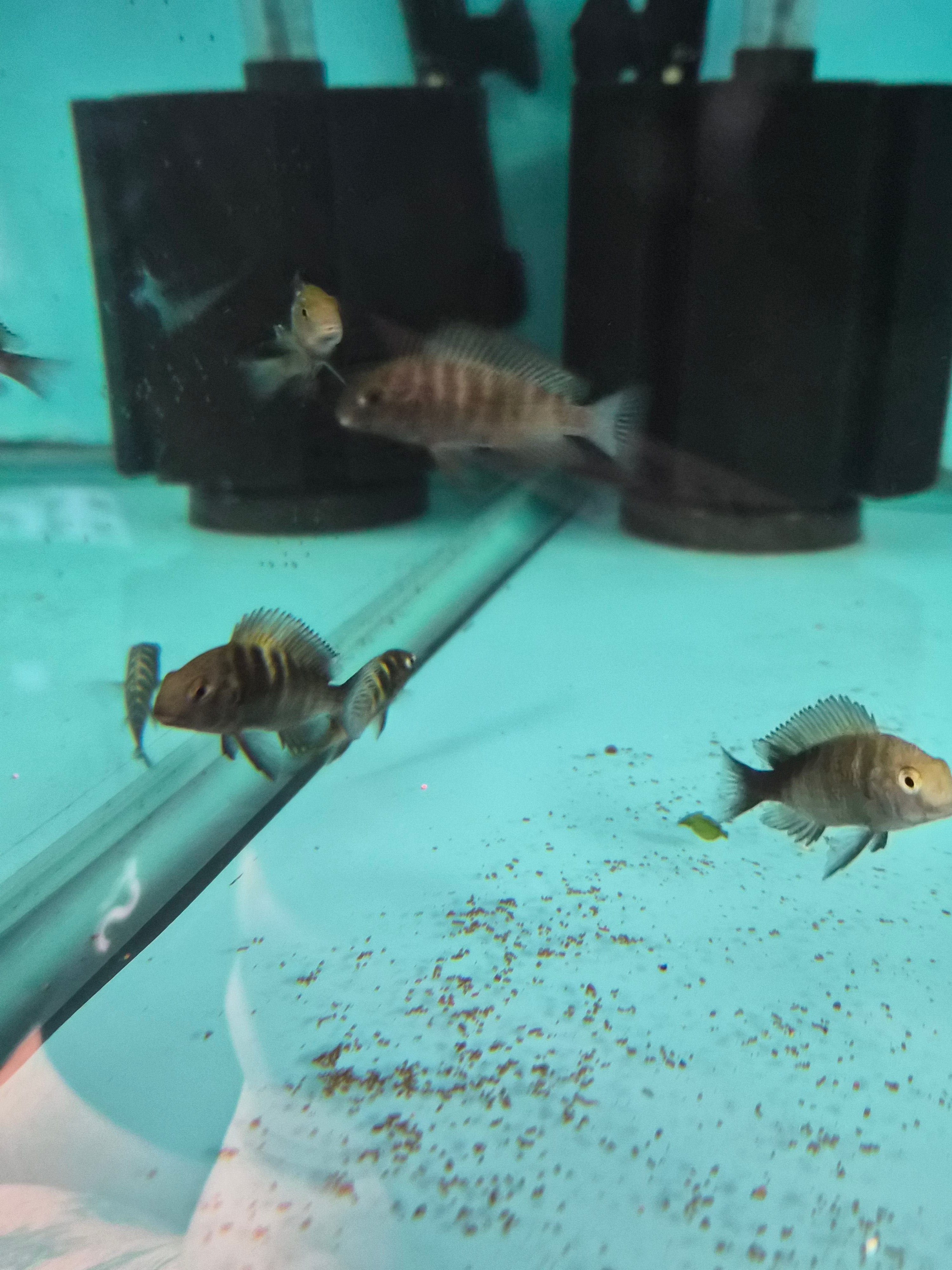 Cherry Spot Tropheus