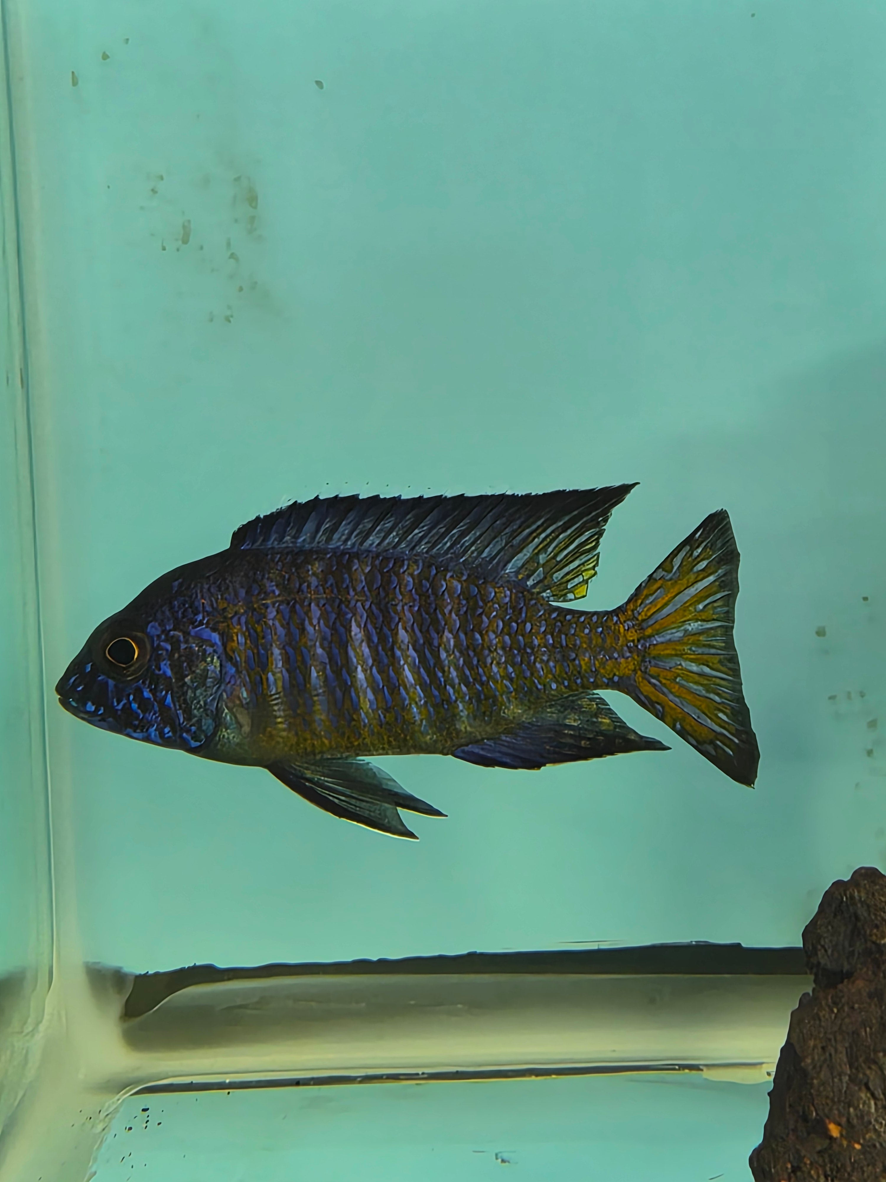 Flame Tail Cichlid Wild Caught (Male)