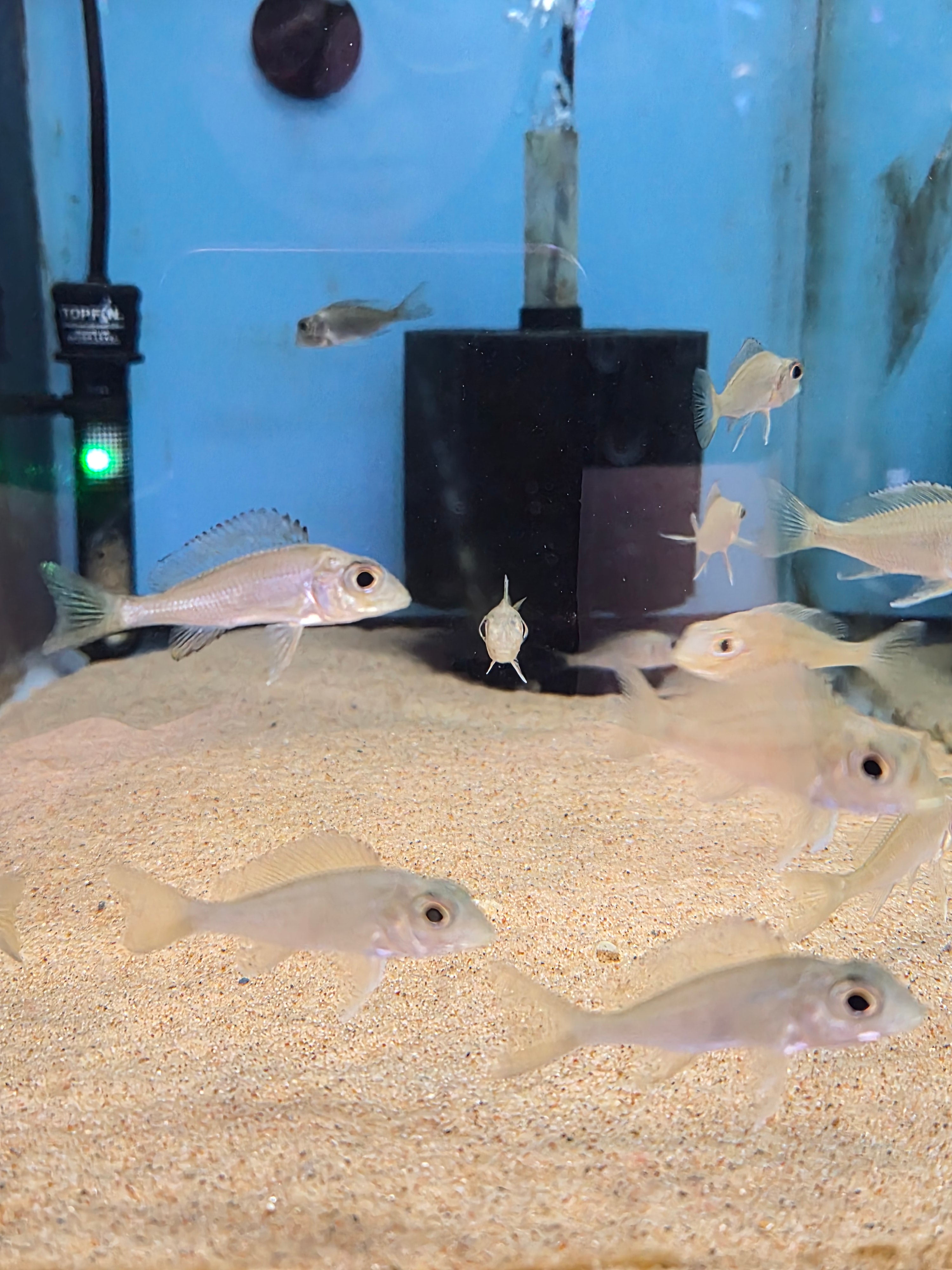 Callochromis Macrops