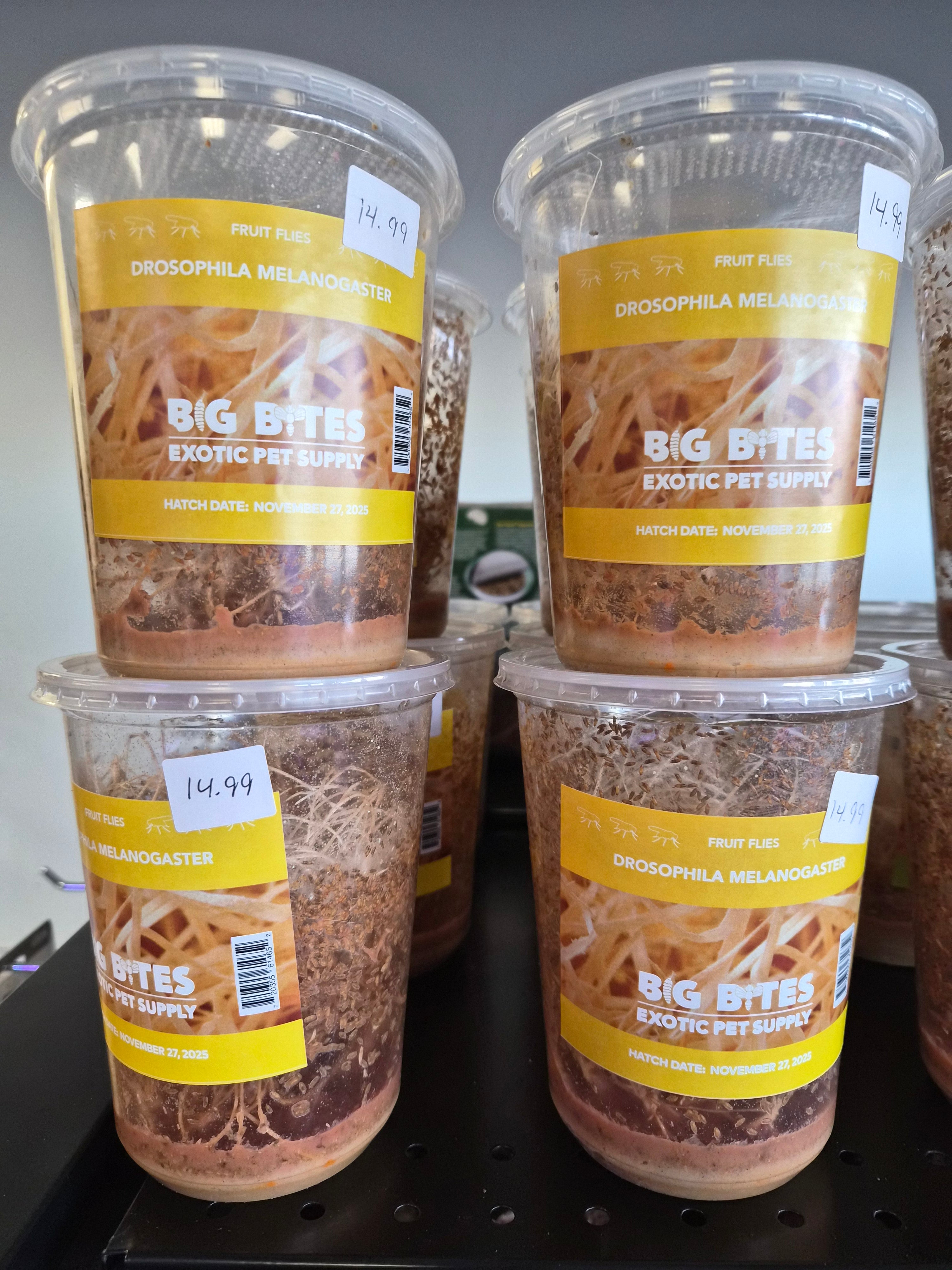 Big Bites Fruit Flies