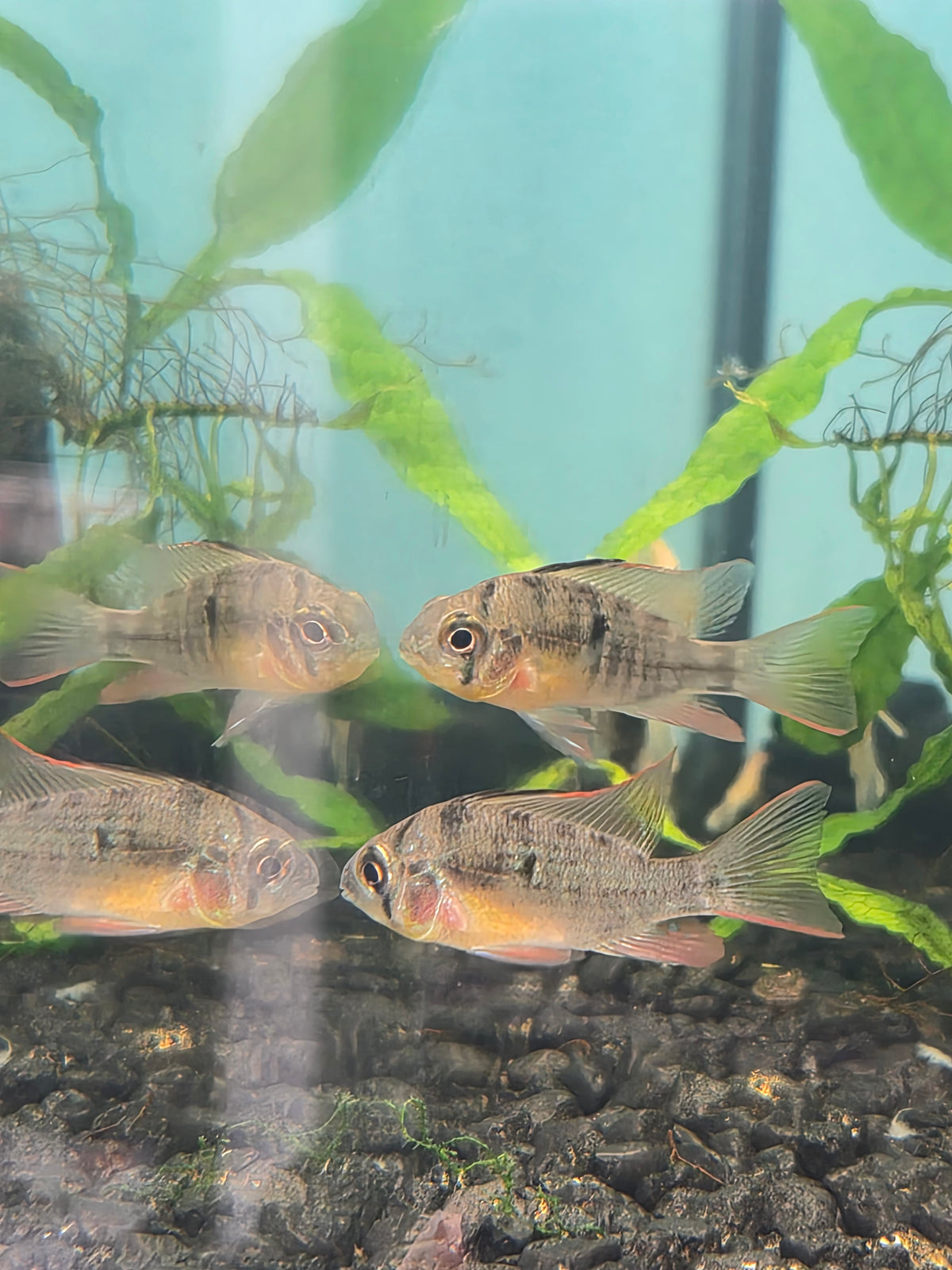Ruby Ram Clown