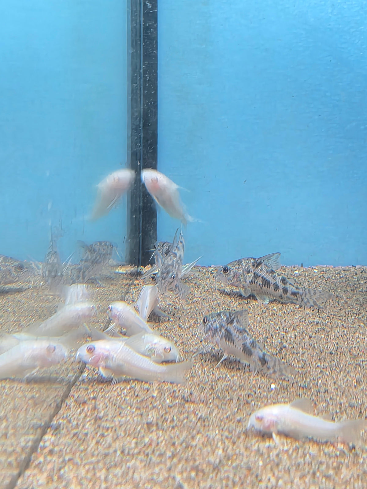 Buy Live Freshwater Fish Online in Canada | Maritime Fins NS