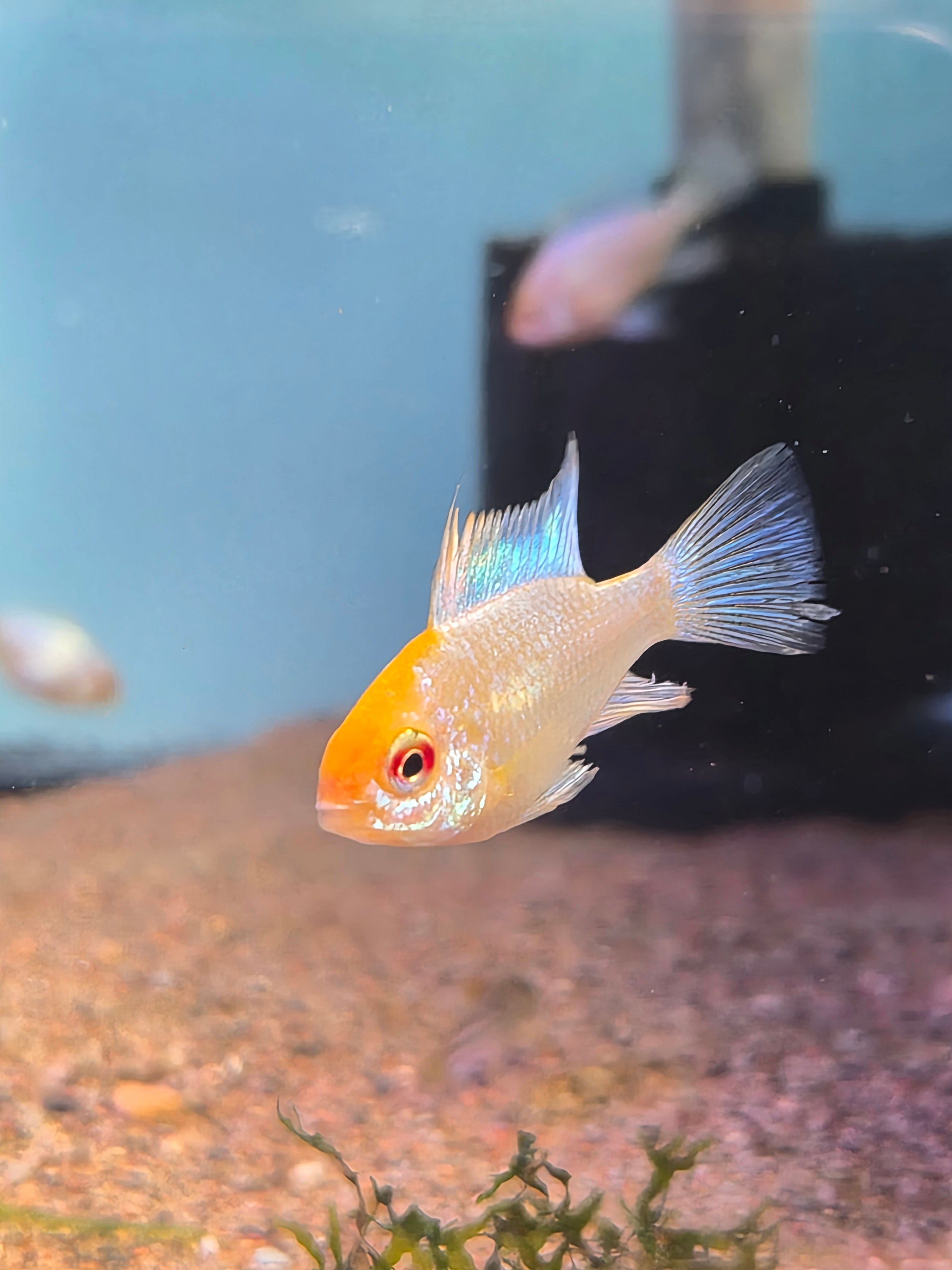 Gold Ram