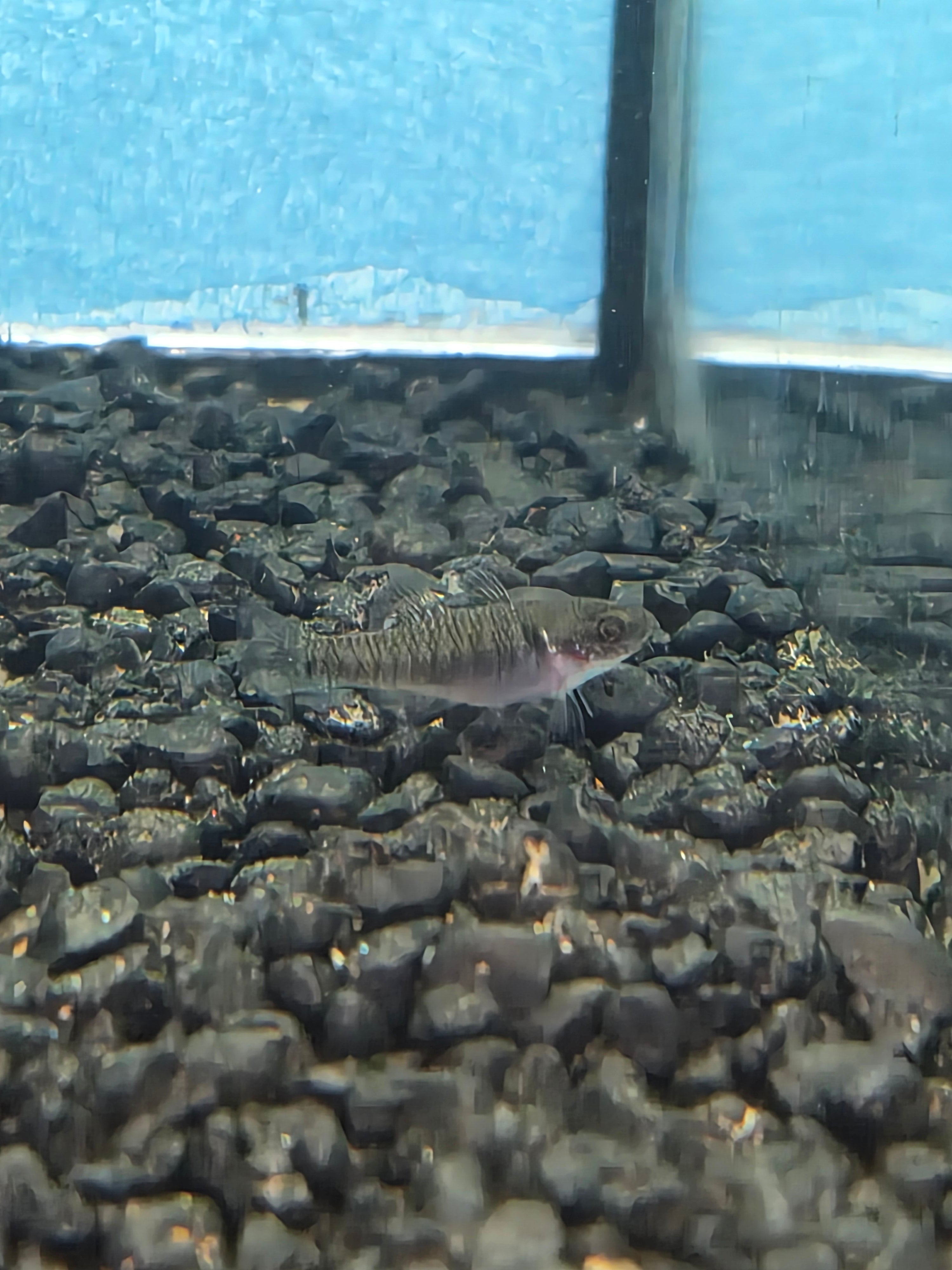 Goby Gudgeon Empire