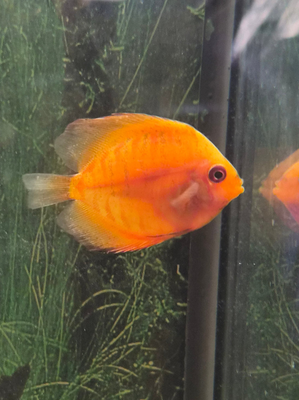 Small Discus