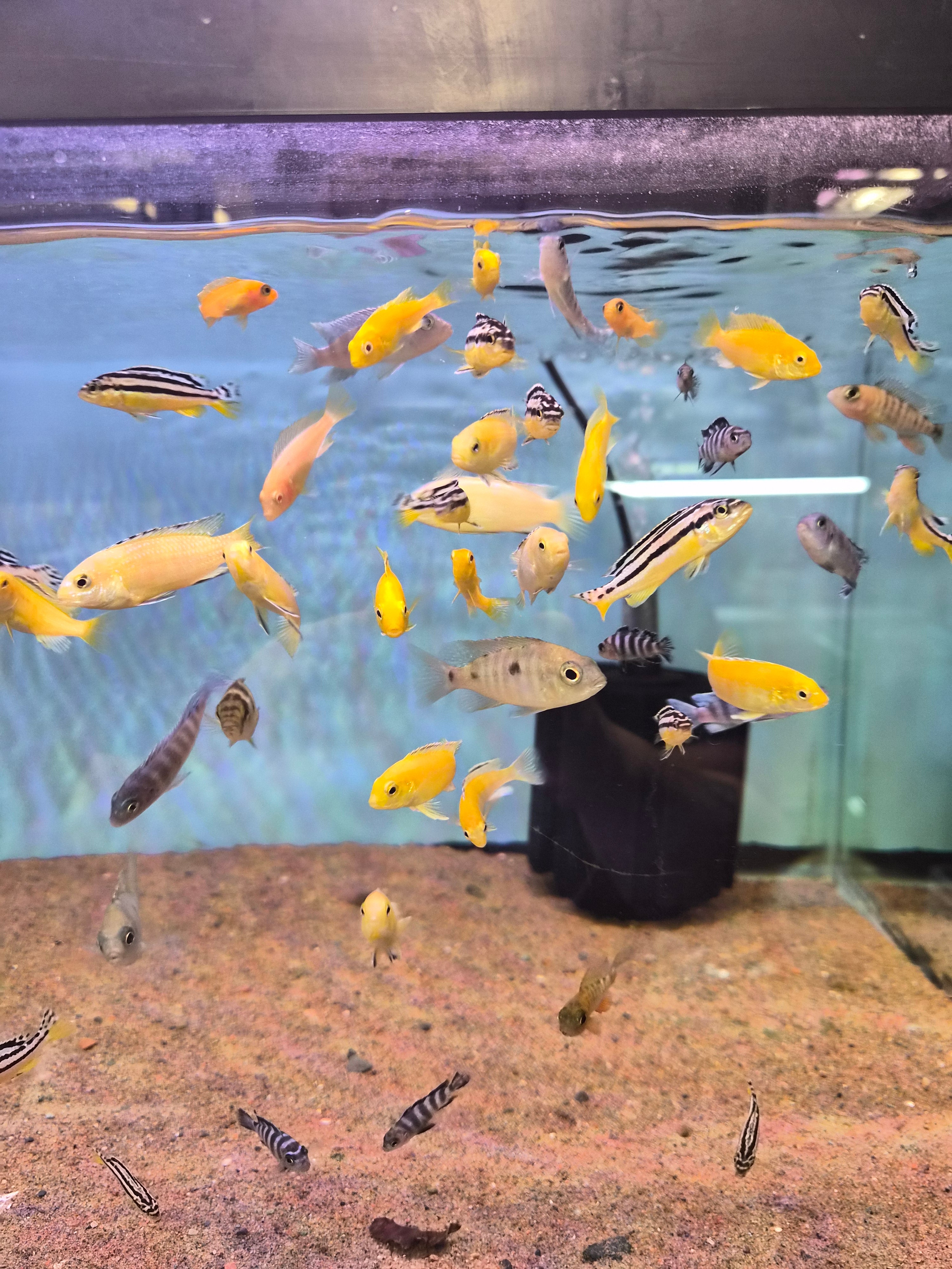 African Cichlid- ASSORTED