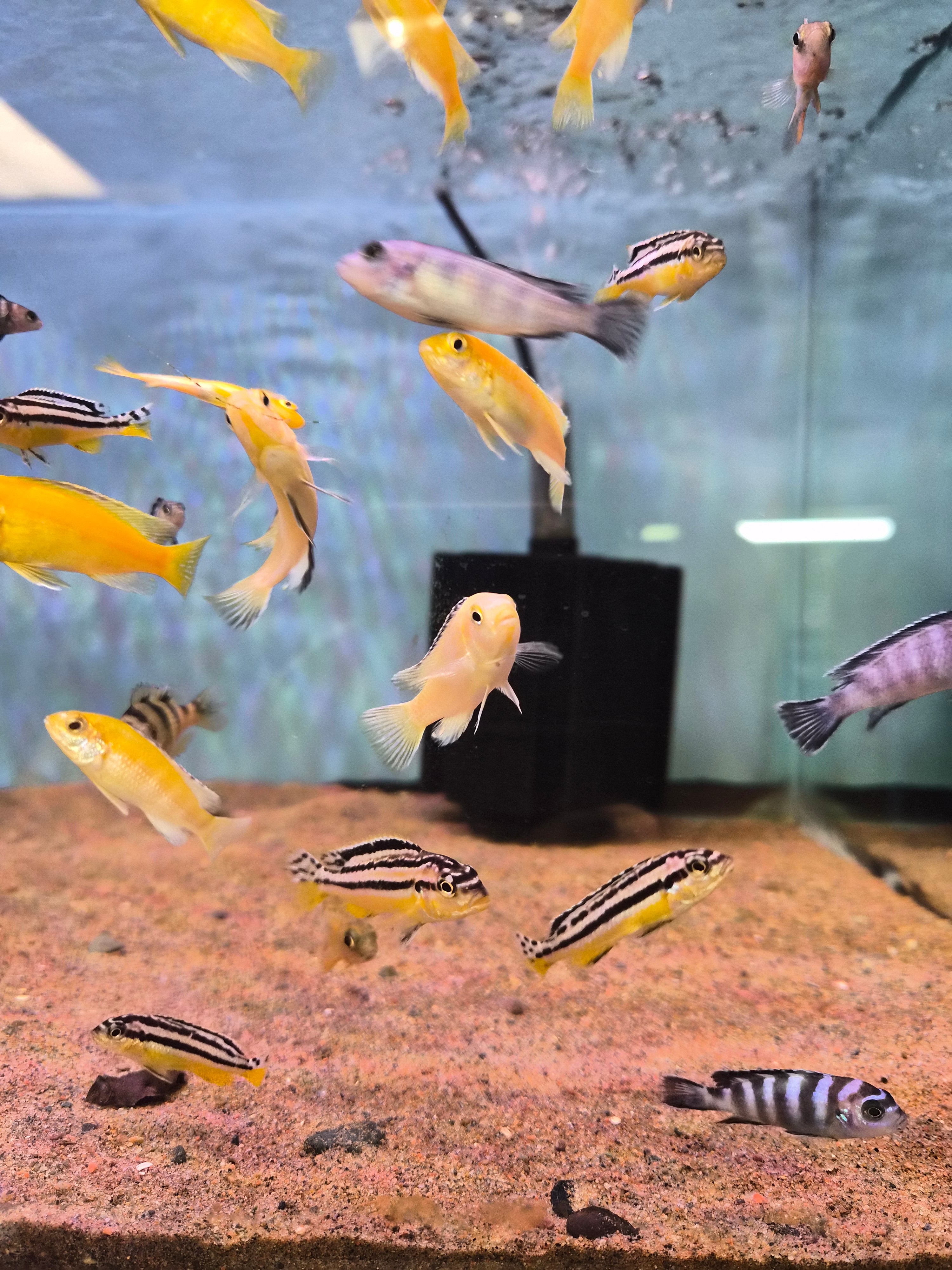 African Cichlid- ASSORTED