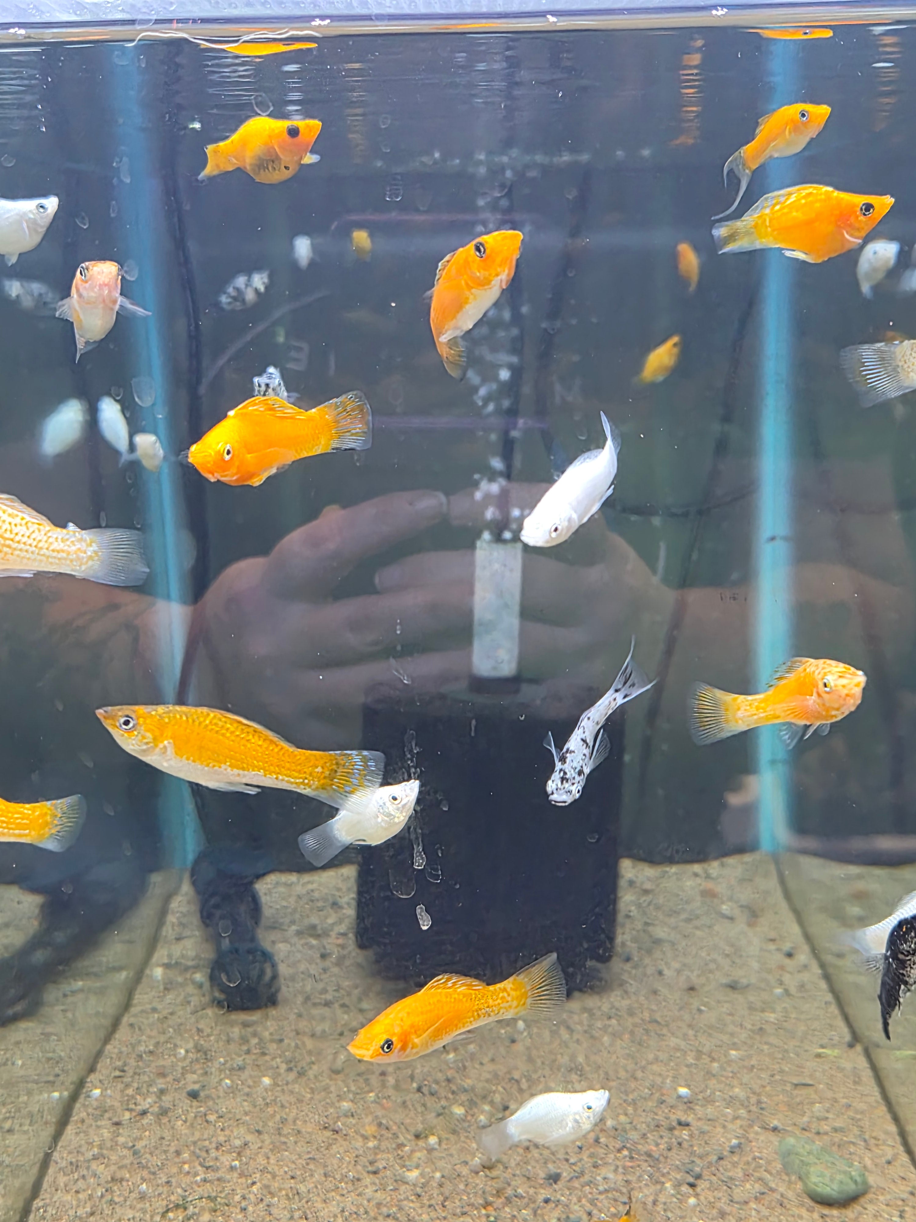 Molly Lyretail- ASSORTED